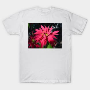 Poinsettia-Buena Noche T-Shirt